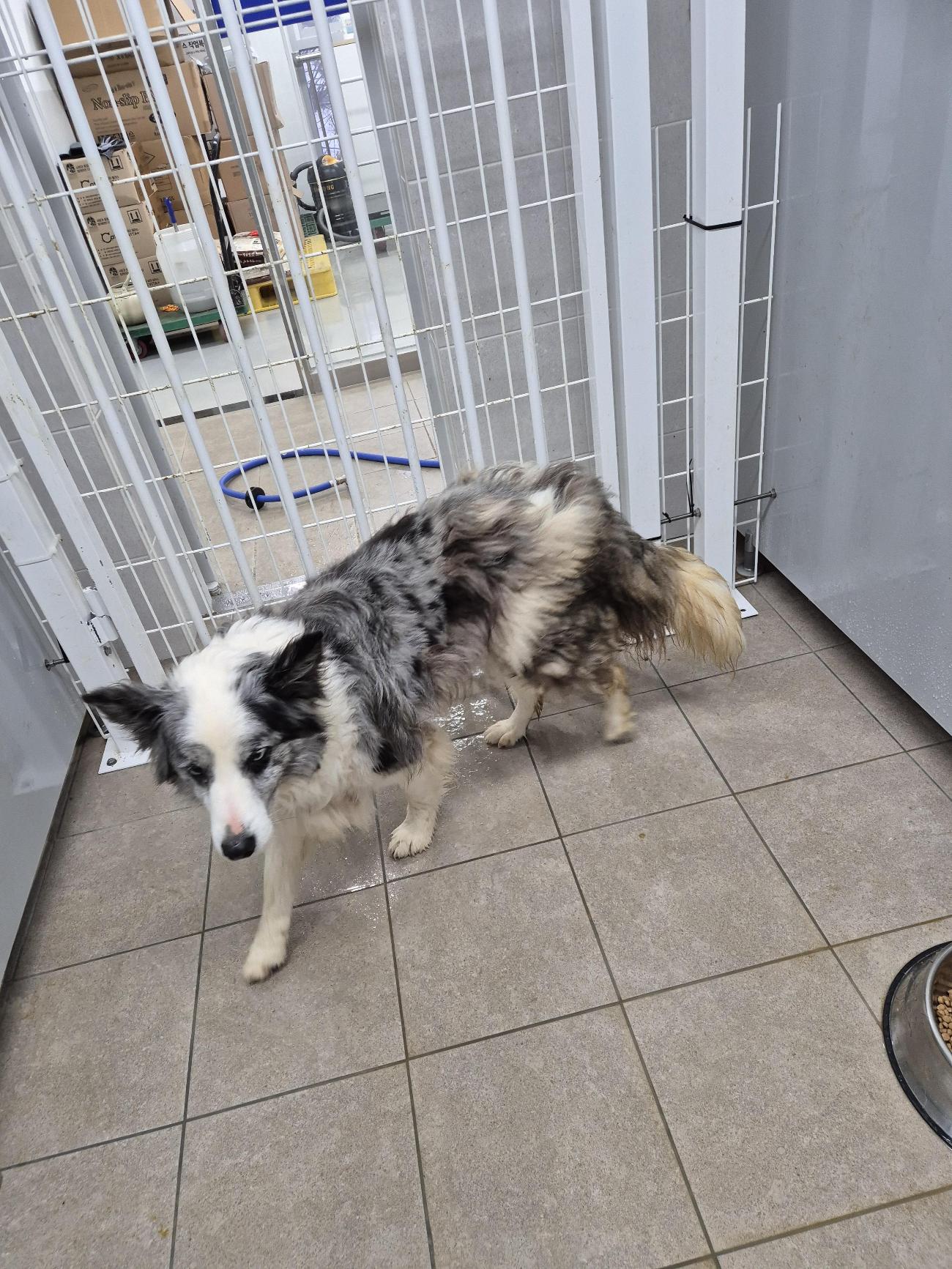 보호중 믹스견의 가…